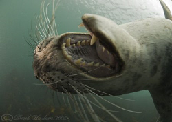 Jaws!!! Grey seal. Farne islands. D200, 10.5mm. by Derek Haslam 